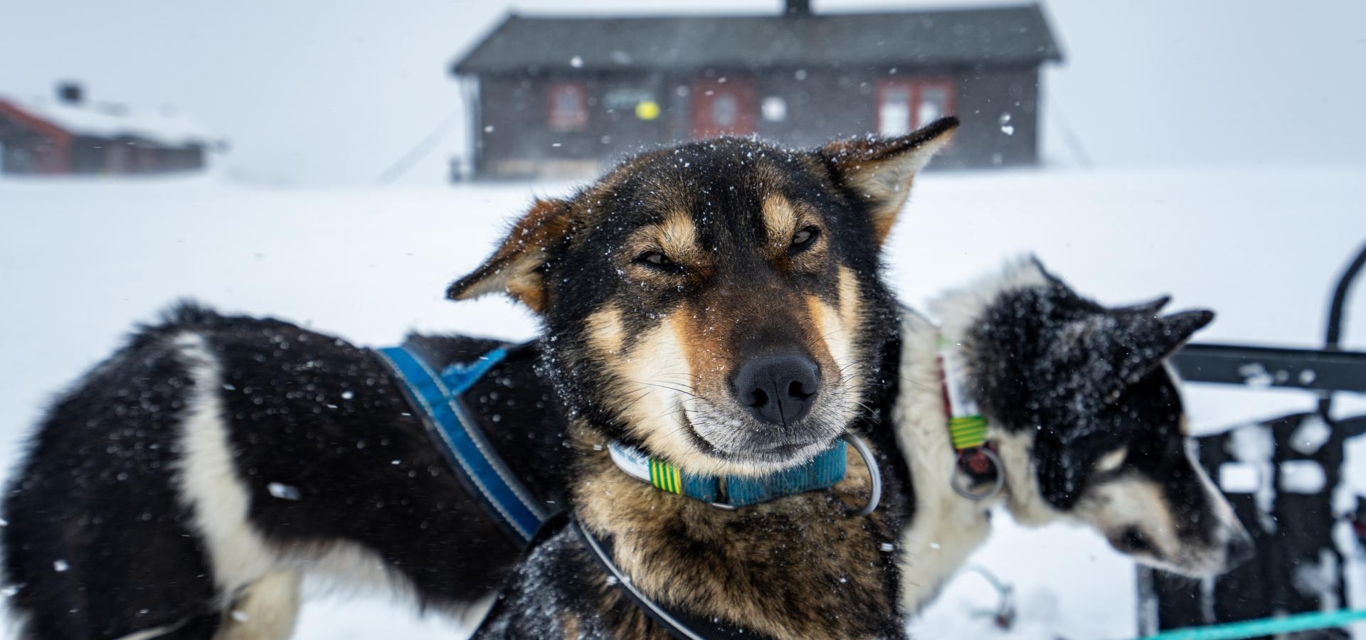 Hundesledetur i Lyngen - Dagtid - Lyngen Outdoor Experiences
