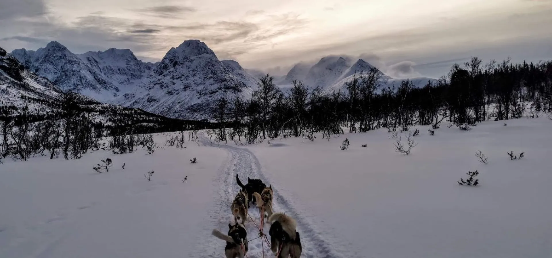 14:00 Lyngen Husky Safari med transfer fra Svensby