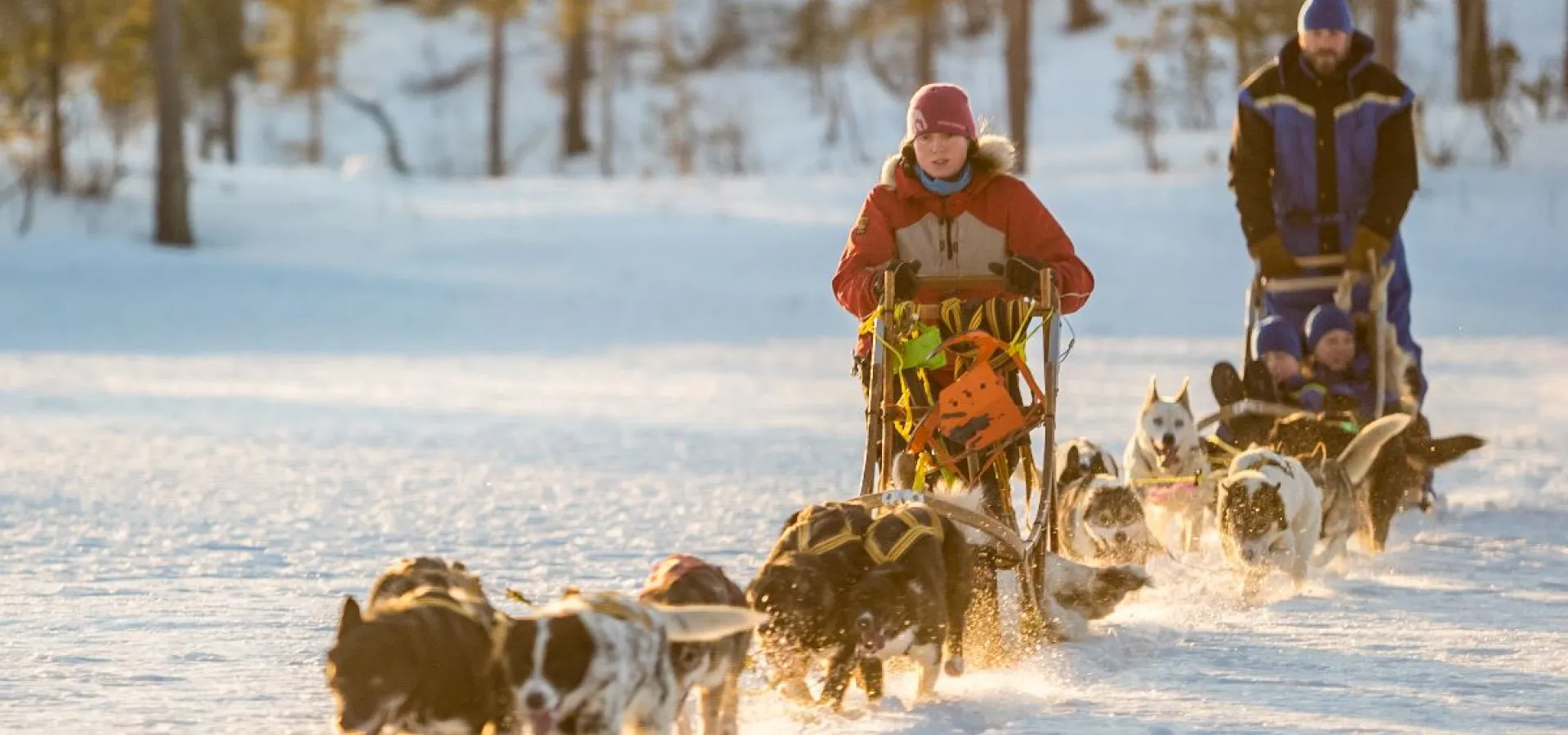 14:00 Lyngen Husky Safari med transfer fra Svensby