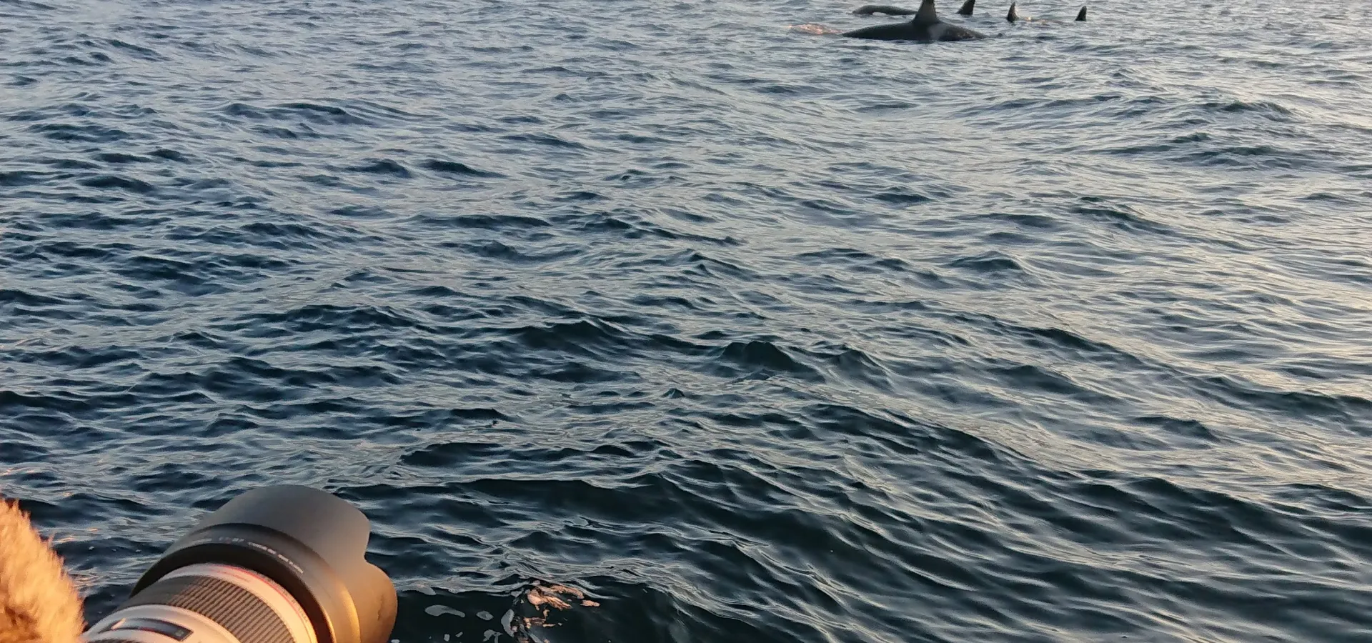 Photography of whales outside Skjervøy, Northern Norway