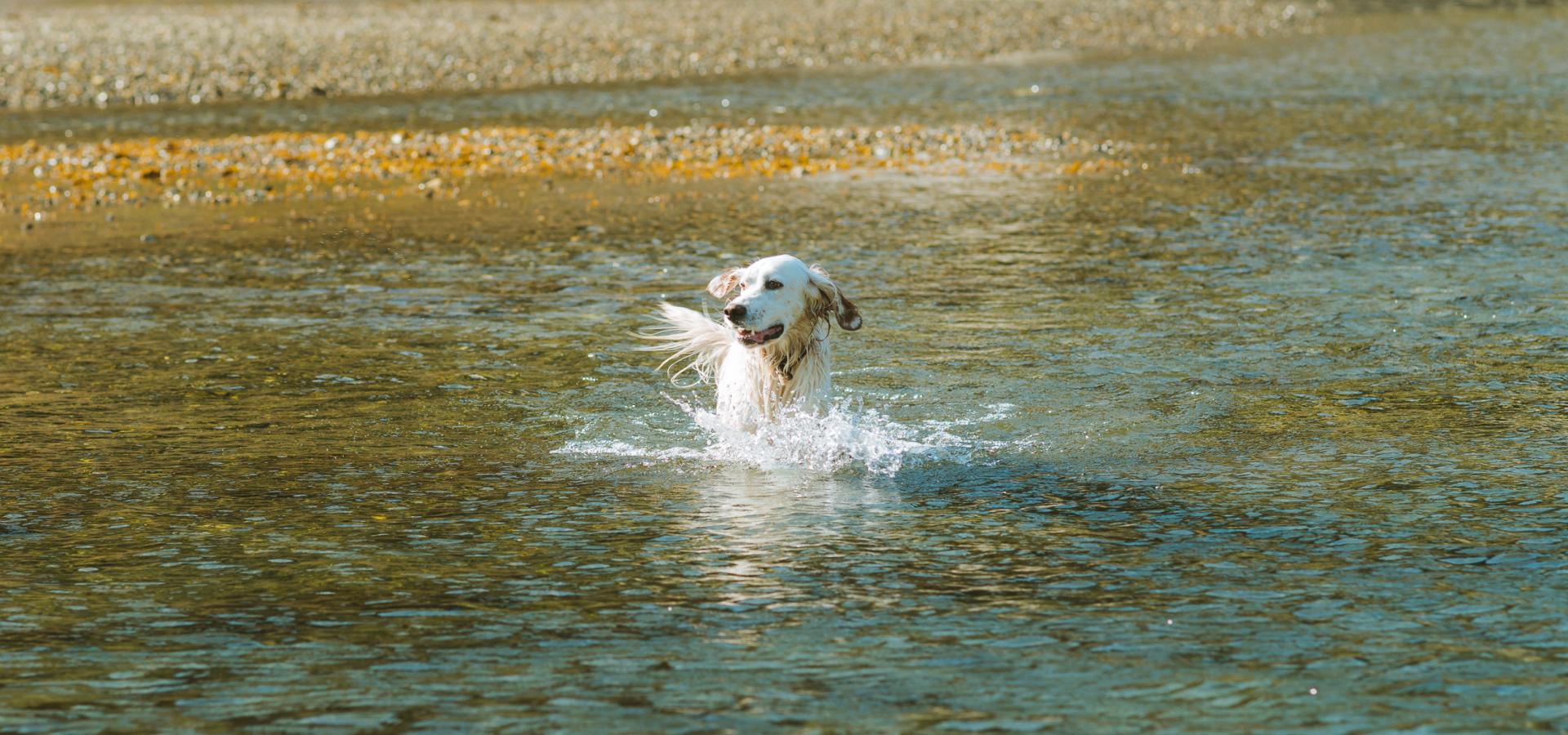 Hund bader i elva