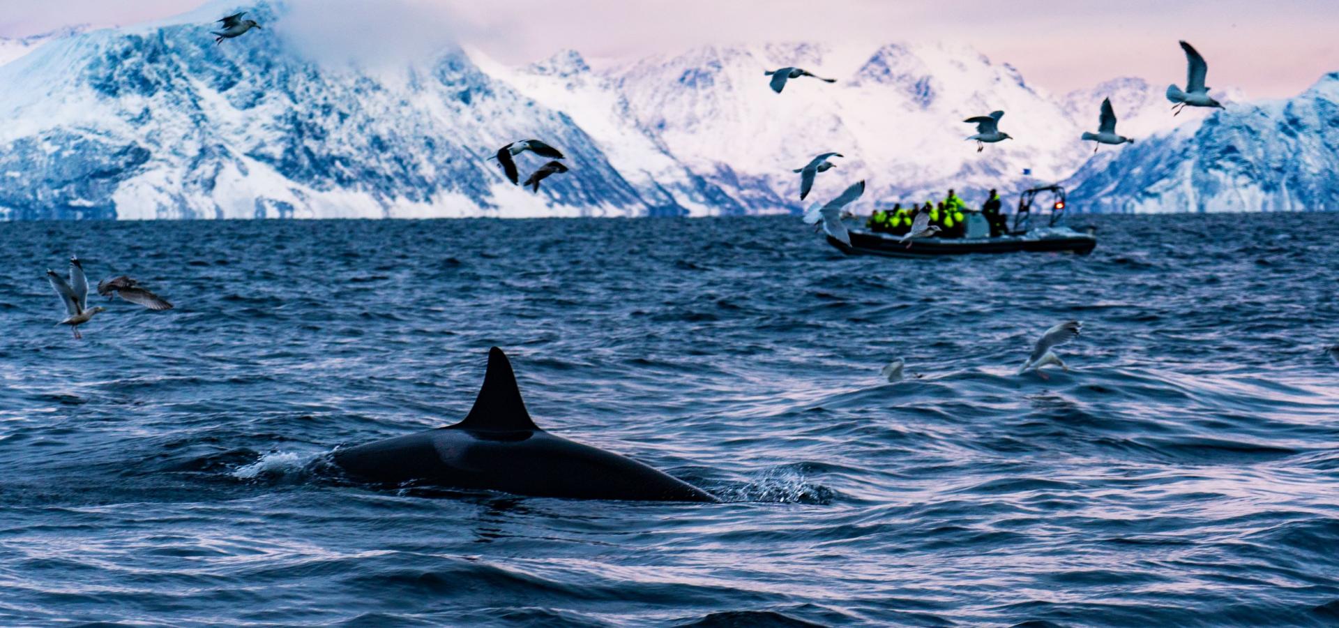 Whale safari in Skjervøy Northern Norway