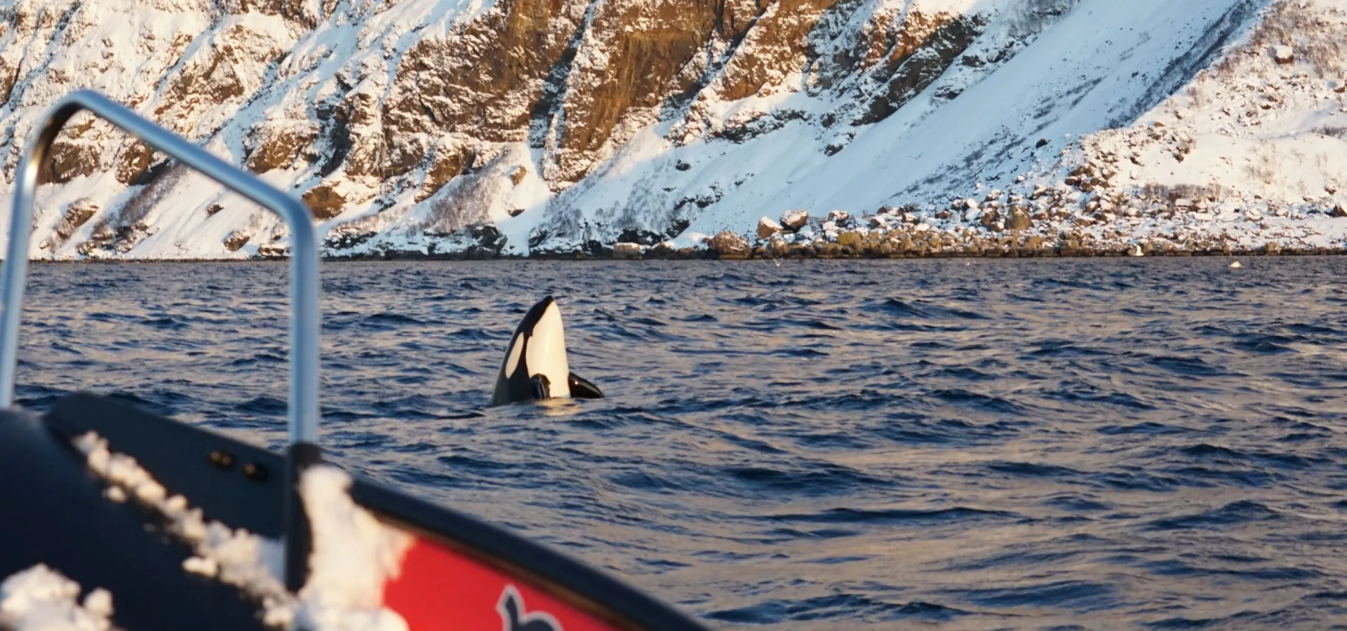 Spekkhogger spyhopping utenfor Skjervøy, nord om Tromsø, Nord Norge