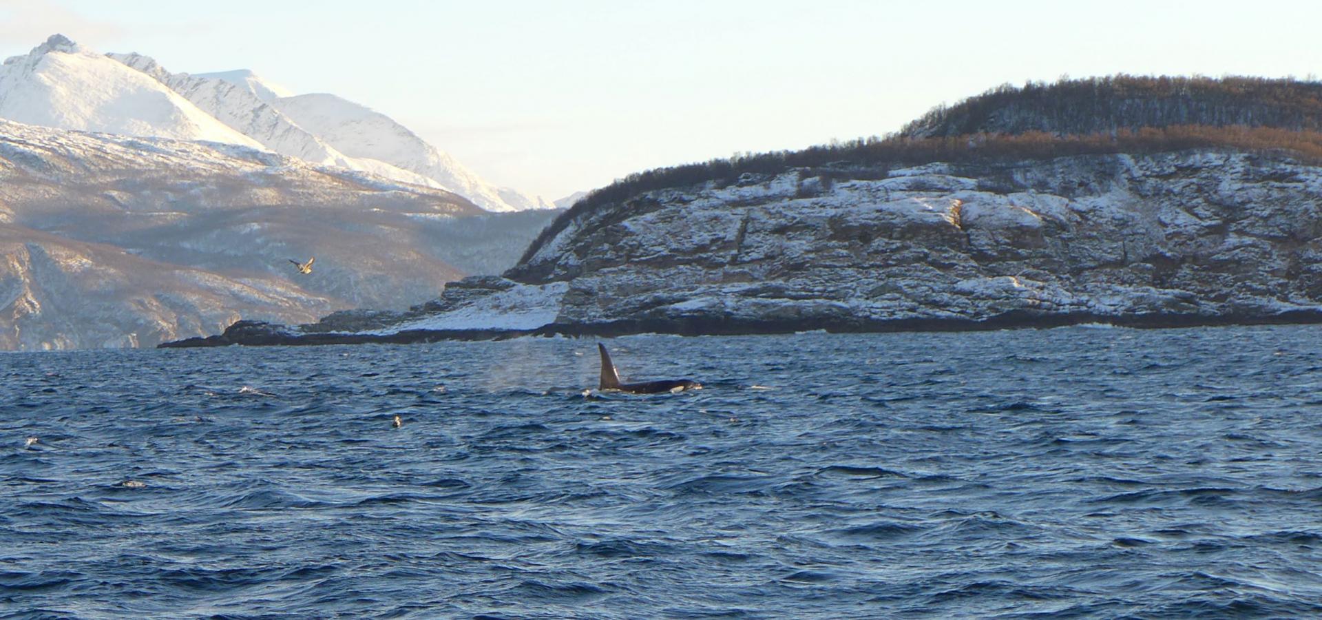 Hvaler i Reisafjorden, Nord Norge