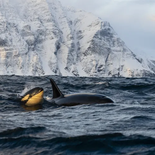 Spekkhoggere utenfor Skjervøy, Nord Norge