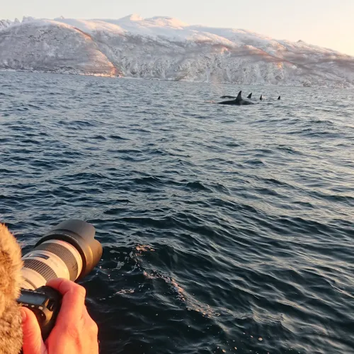Photography of whales outside Skjervøy, Northern Norway