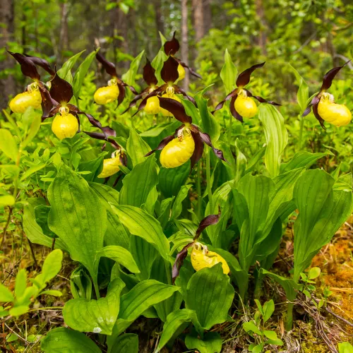 Lady's slipper in full bloom