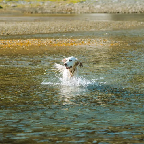Hund bader i elva