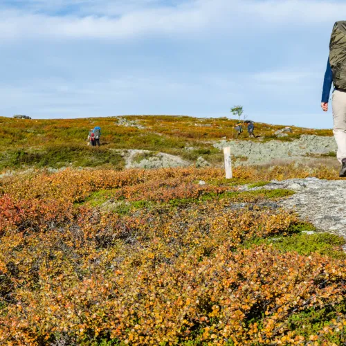 Hikers along a path in the wild