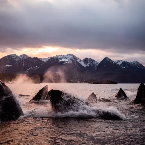 Hvaler utenfor Skjervøy, nord om Tromsø, Nord Norge