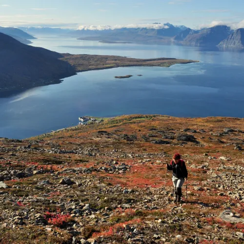 Hiker on the way up Uløytinden in autumn colors, the Lyngenfjord and mountains in the background