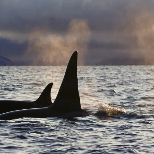 Hval utenfor Skjervøy, nord om Tromsø, Nord Norge