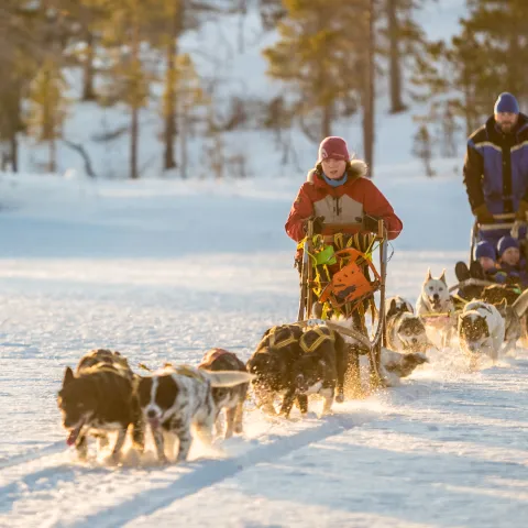 Dogsledding in low wintersun