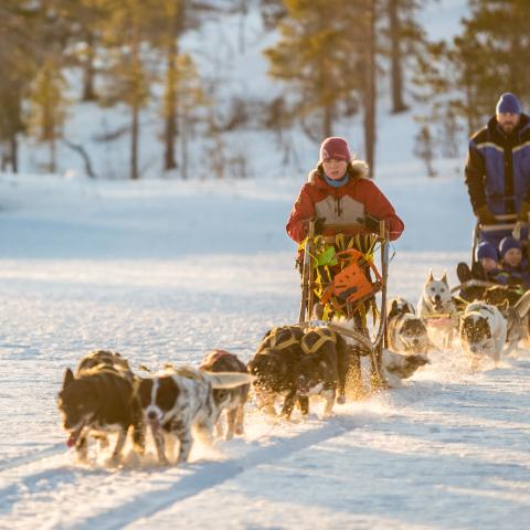 Dogsledding in low wintersun 