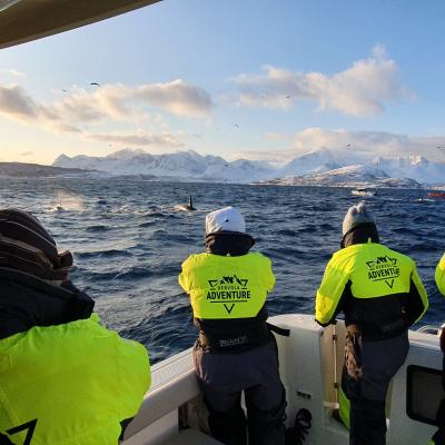 Whale safari outside Skjervøy with Dervola Adventure