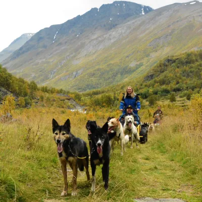 Dogsledding on wheels a autumn day