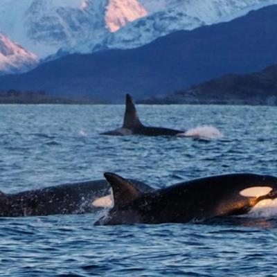 Orcas - explore 70 degrees