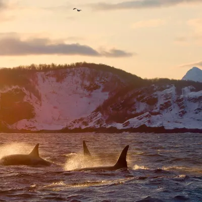 Hvalsafari utenfor Skjervøy nord om Tromsø