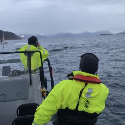 Hvaler utenfor Skjervøy, nord om Tromsø, Nord Norge