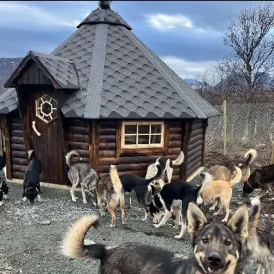 A barbeque hut with plenty of dogs around