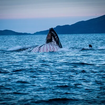 Hval som spiser nord om Tromsø, Skjervøy Nord Norge