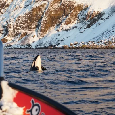 Spekkhogger spyhopping utenfor Uløya, Skjervøy, Nord Norge