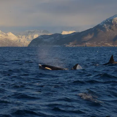 Orcas surfacing in the sea