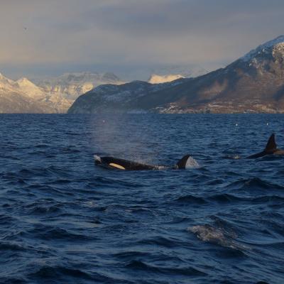 whales outside Skjervøy, north of Tromsø