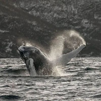 Whales in the sea