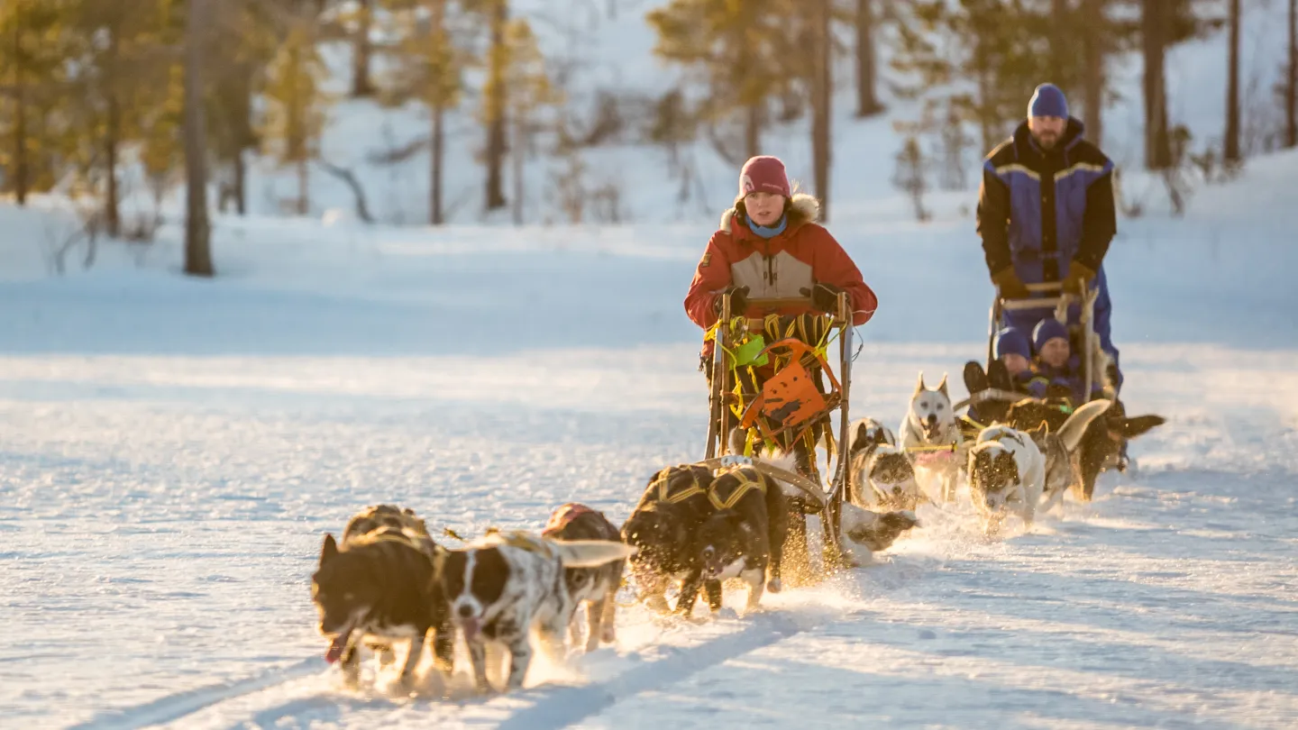 Dog sledding in Lyngen