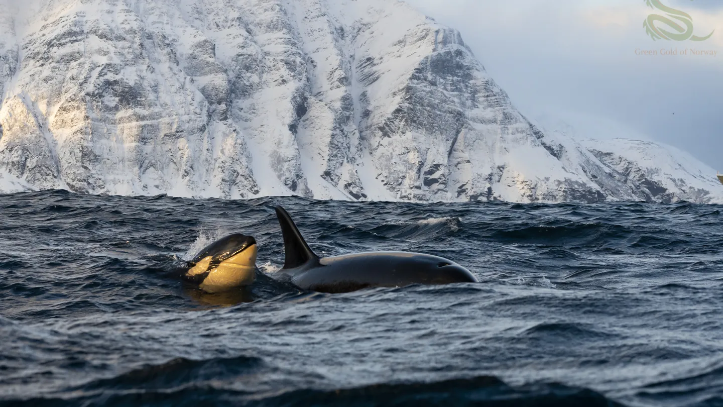 Whales outside Skjervøy, north of Tromsø, Northern Norway