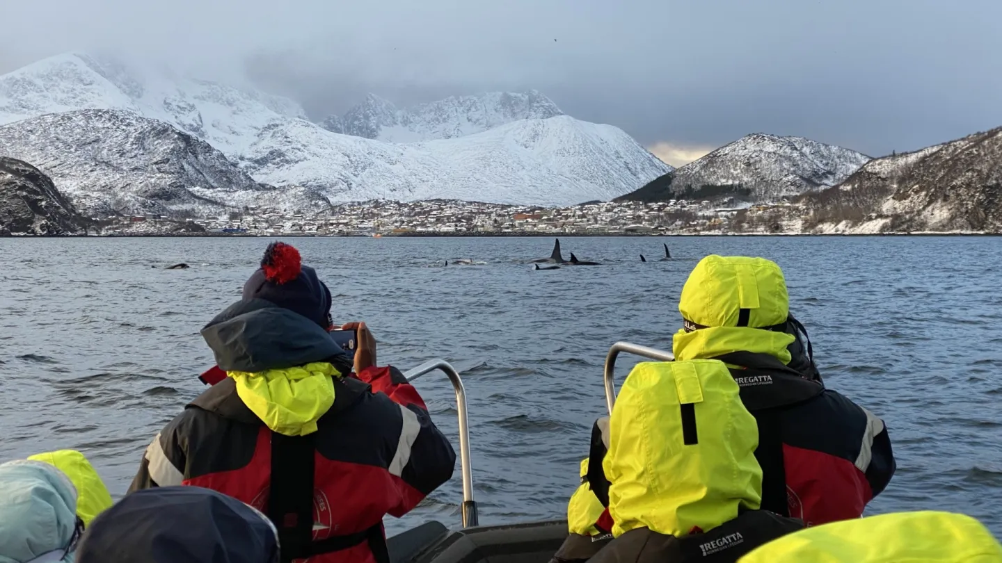 Looking at whales from a RIB boat