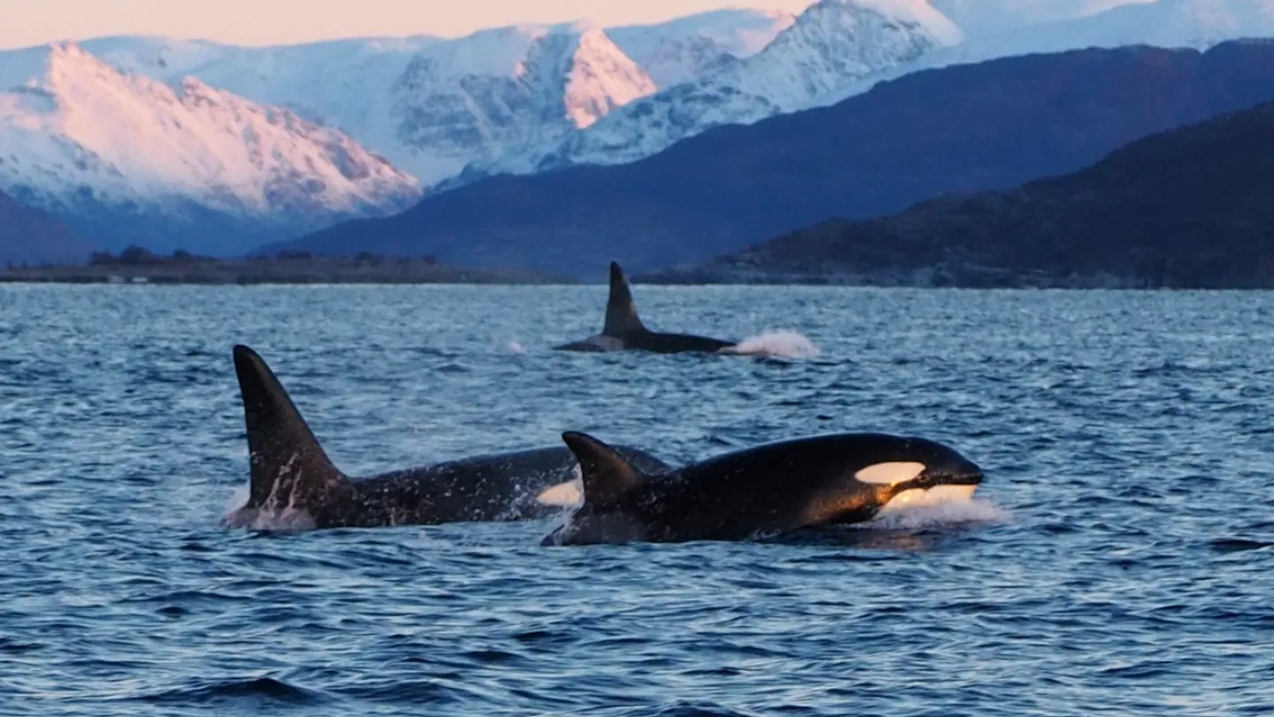 Whale safaris_Explore 70