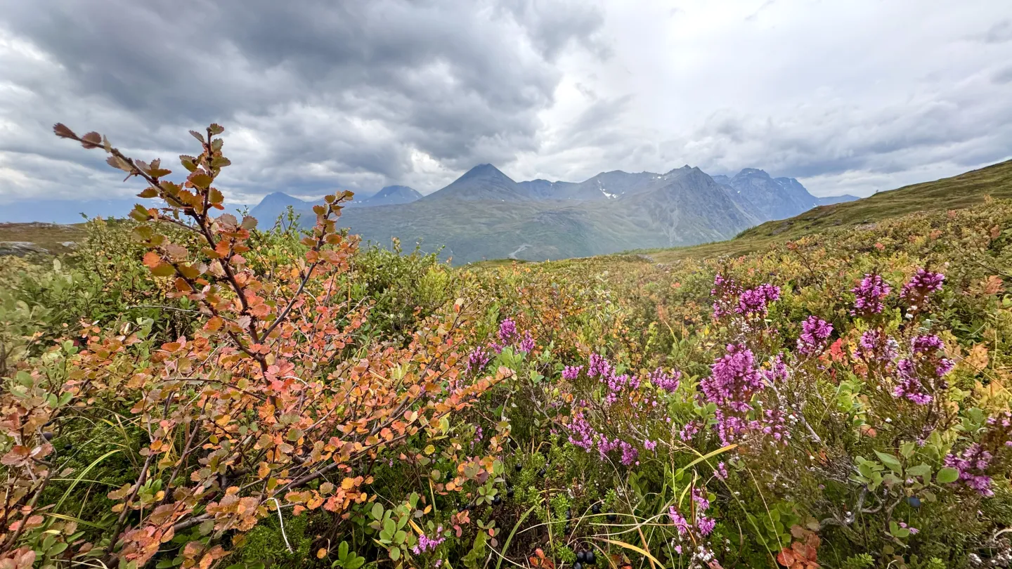 Autumn colours in Lyngenfjord_Pauliina Toivanen