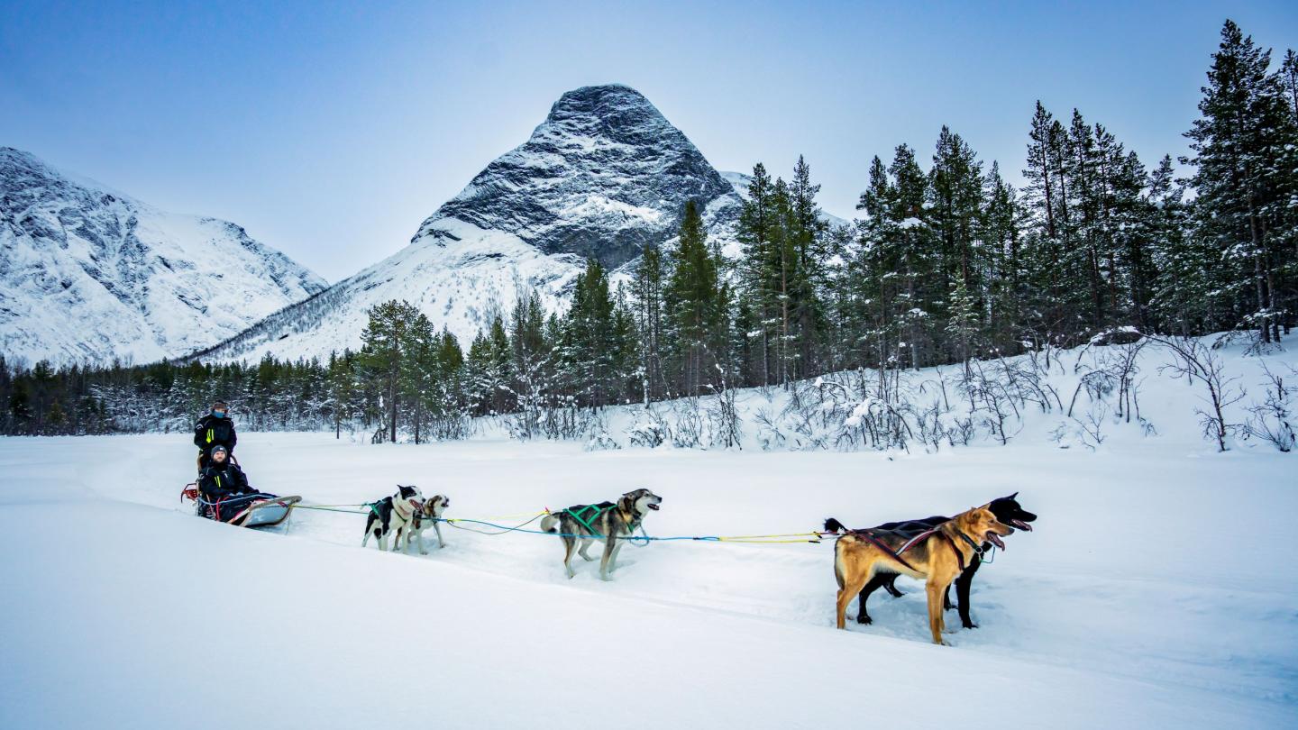 Dog sledding in the Reisa valley, Northern Norway