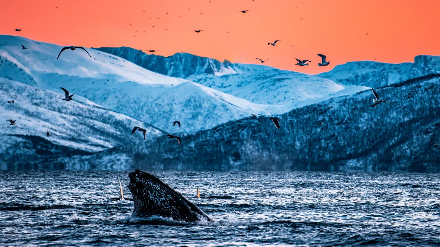 whale safari in Lyngenfjord