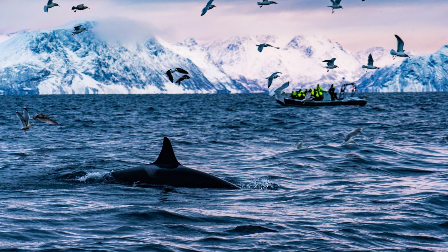 Whales outside skjervøy