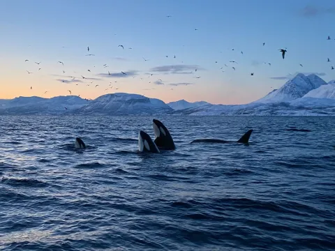 Hvalsafari fra Skjervøy - Explore 70 Degrees 