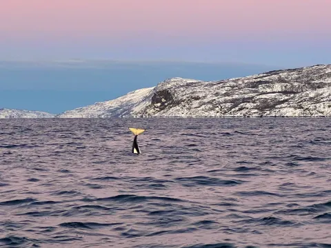 Hvalsafari fra Skjervøy - Explore 70 Degrees 