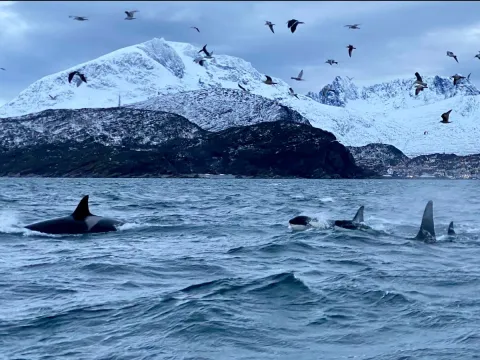 Hvalsafari fra Skjervøy - Explore 70 Degrees 
