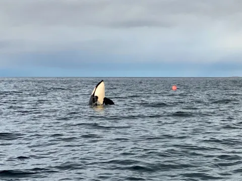 Hvalsafari fra Skjervøy - Explore 70 Degrees 