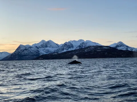 Hvalsafari fra Skjervøy - Explore 70 Degrees 
