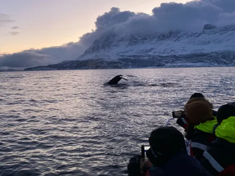 Hvalsafari fra Skjervøy - Explore 70 Degrees 