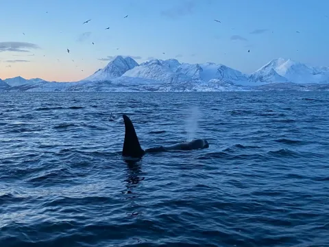 Hvalsafari fra Skjervøy - Explore 70 Degrees 