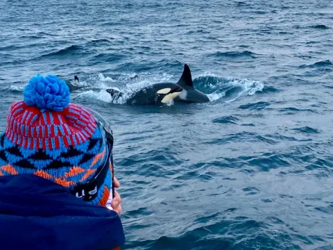 Hvalsafari fra Skjervøy - Explore 70 Degrees 