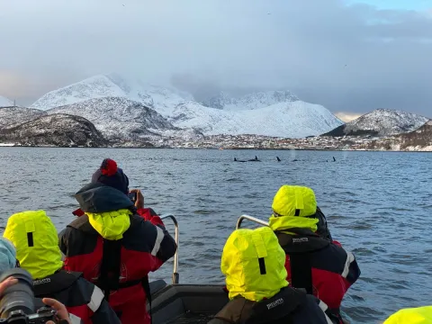 Hvalsafari fra Skjervøy - Explore 70 Degrees 