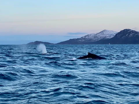 Hvalsafari fra Skjervøy - Explore 70 Degrees 