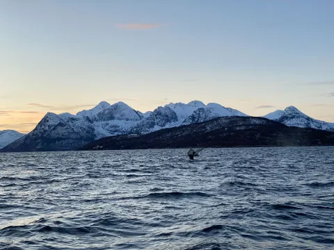Hvalsafari fra Skjervøy - Explore 70 Degrees 