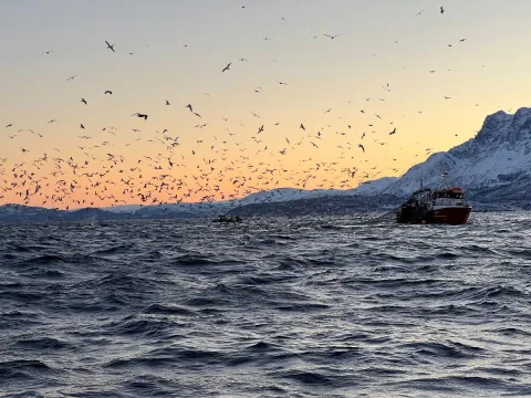 Hvalsafari fra Skjervøy - Explore 70 Degrees 