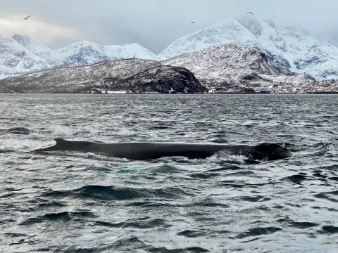 Hvalsafari fra Skjervøy - Explore 70 Degrees 